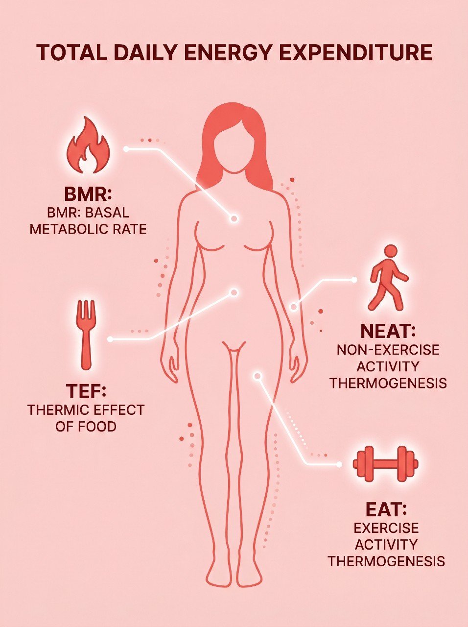 how many calories should you be eating — and why your number is probably wrong 04 How Many Calories Should You Be Eating